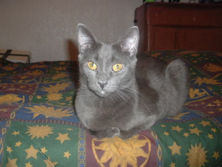 Picture of a cat / kitten / feline