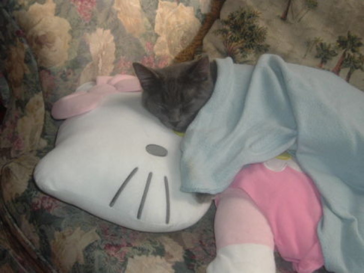 Picture of a cat / kitten / feline