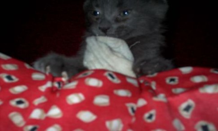 Picture of a cat / kitten / feline