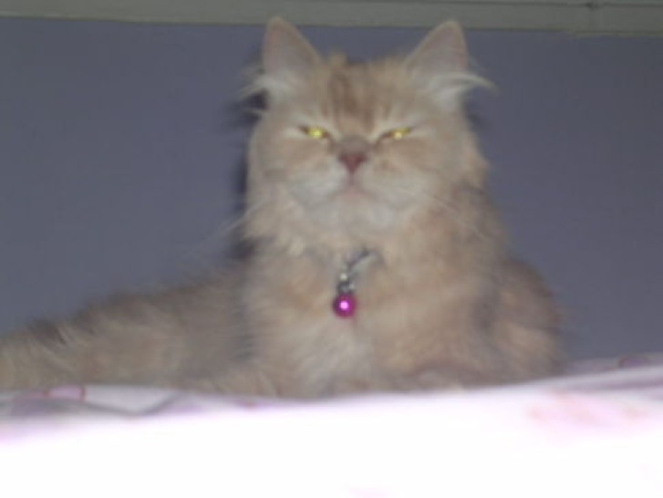 Picture of a cat / kitten / feline