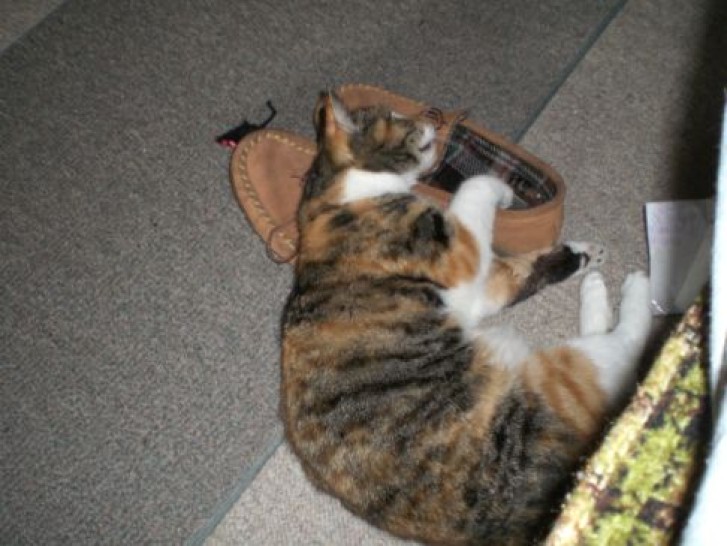 Picture of a cat / kitten / feline