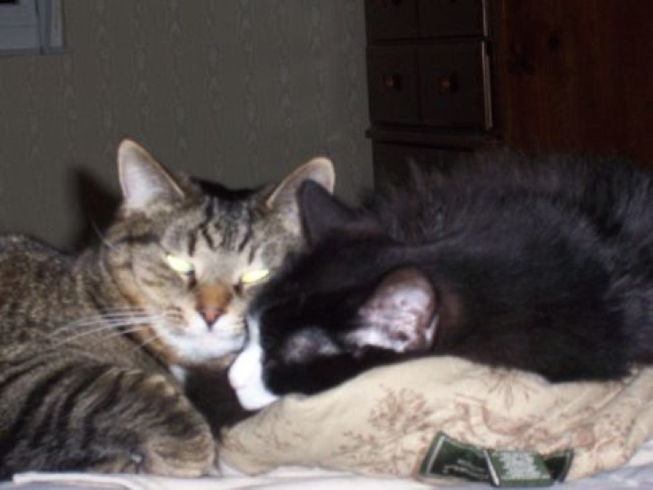 Picture of a cat / kitten / feline