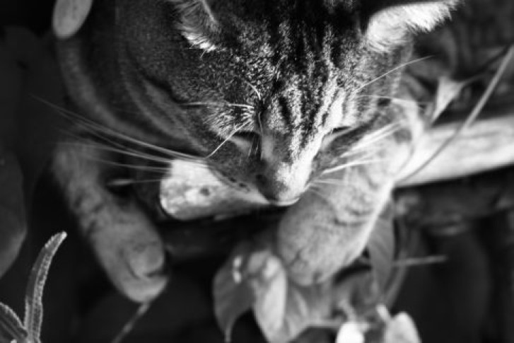 Picture of a cat / kitten / feline