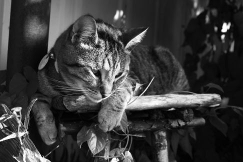 Picture of a cat / kitten / feline