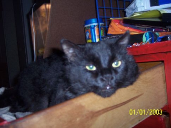 Picture of a cat / kitten / feline