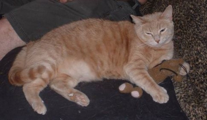 Picture of a cat / kitten / feline