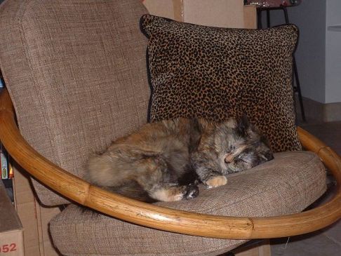 Picture of a cat / kitten / feline