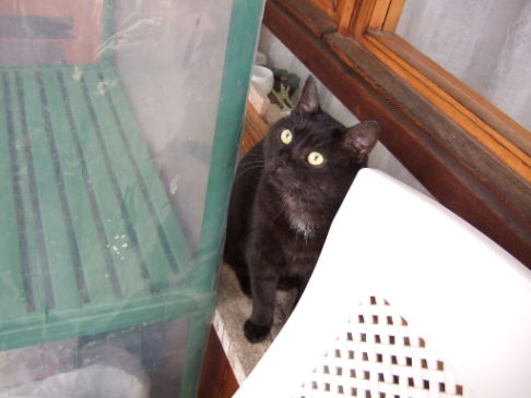 Picture of a cat / kitten / feline