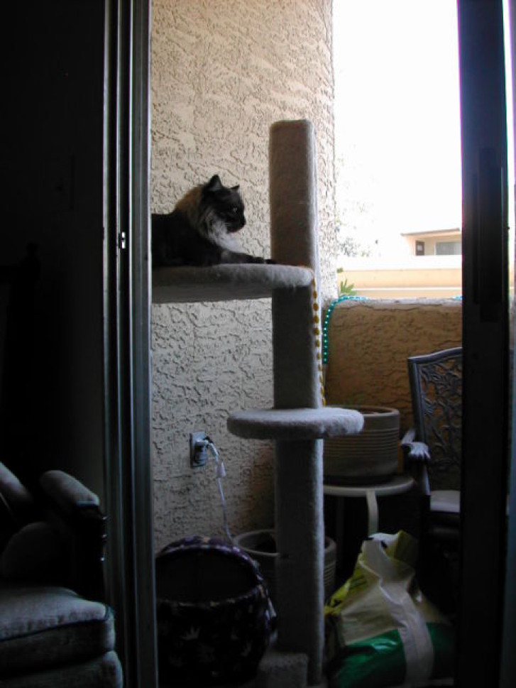 Picture of a cat / kitten / feline