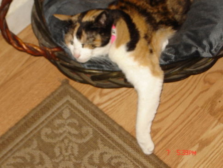 Picture of a cat / kitten / feline