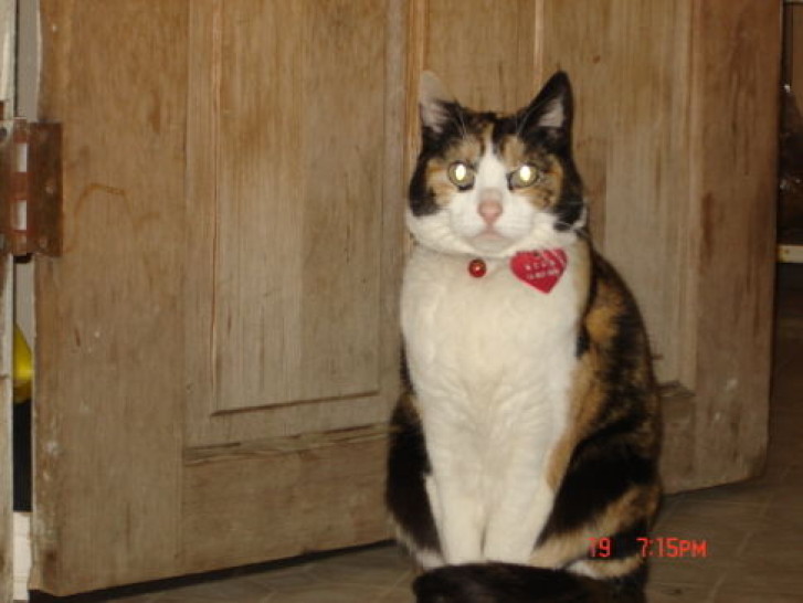 Picture of a cat / kitten / feline