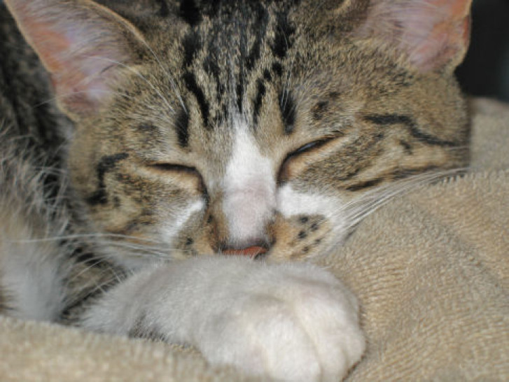 Picture of a cat / kitten / feline