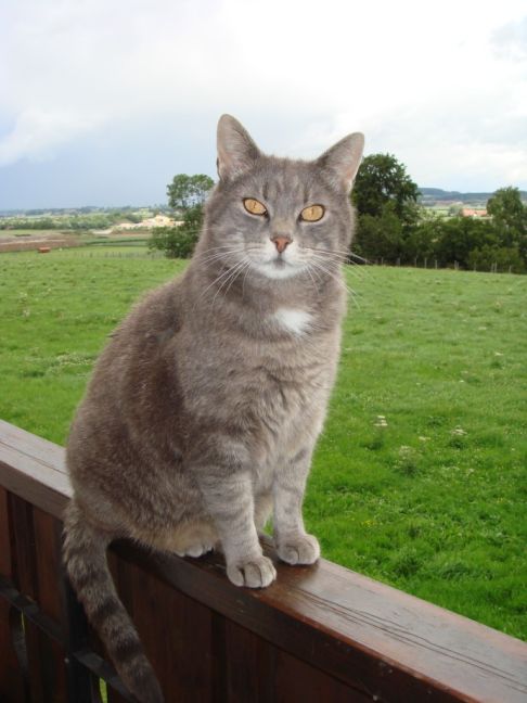 Picture of a cat / kitten / feline