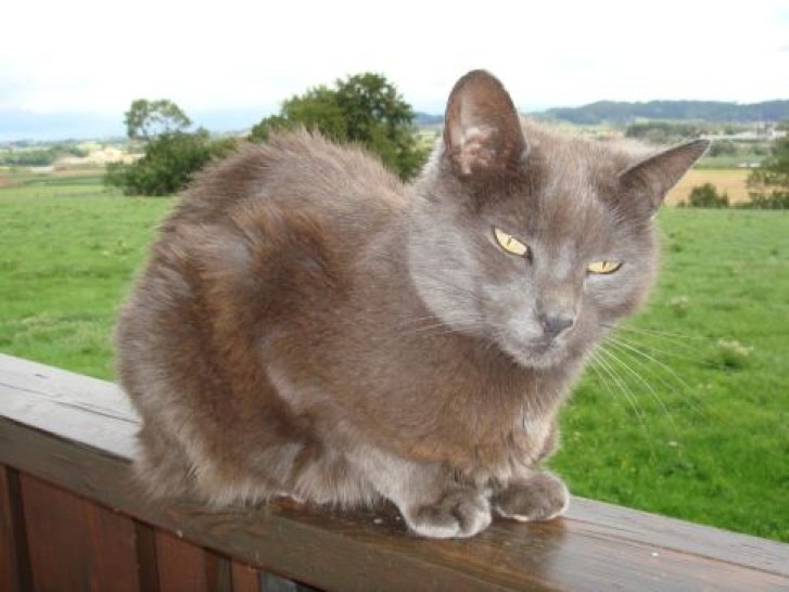 Picture of a cat / kitten / feline