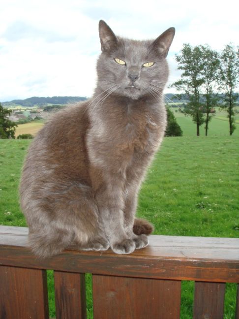 Picture of a cat / kitten / feline