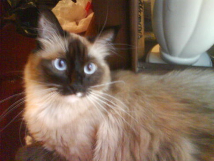 Picture of a cat / kitten / feline