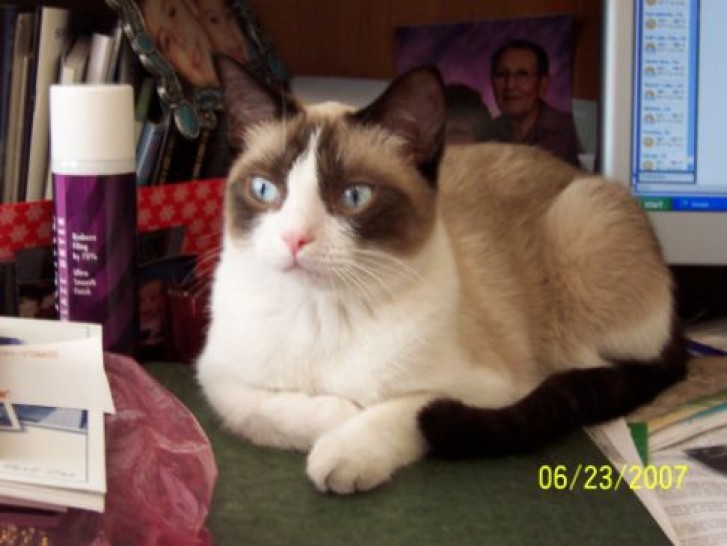 Picture of a cat / kitten / feline