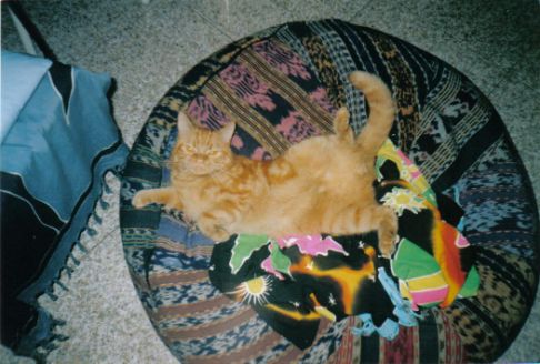 Picture of a cat / kitten / feline