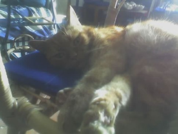 Picture of a cat / kitten / feline