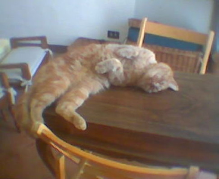 Picture of a cat / kitten / feline