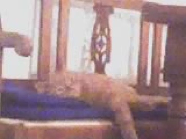 Picture of a cat / kitten / feline