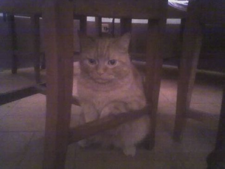 Picture of a cat / kitten / feline