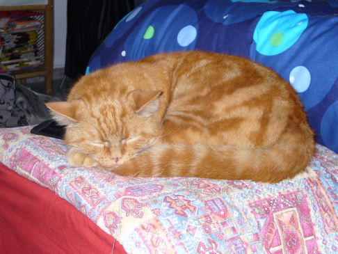 Picture of a cat / kitten / feline