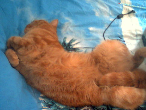 Picture of a cat / kitten / feline