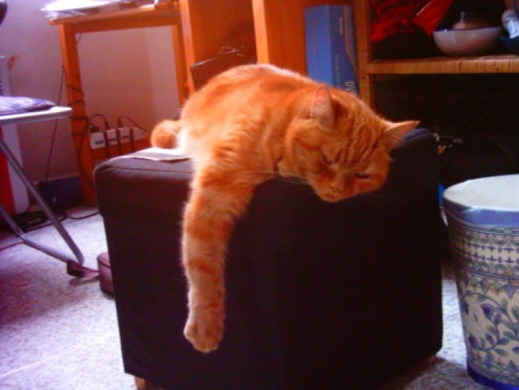 Picture of a cat / kitten / feline