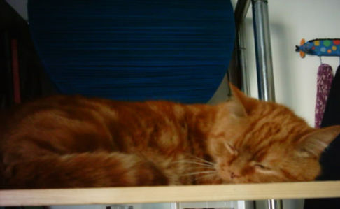 Picture of a cat / kitten / feline