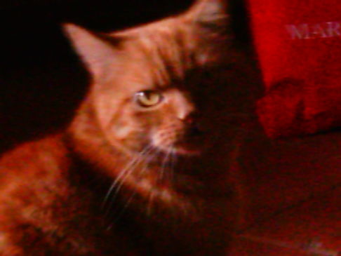 Picture of a cat / kitten / feline