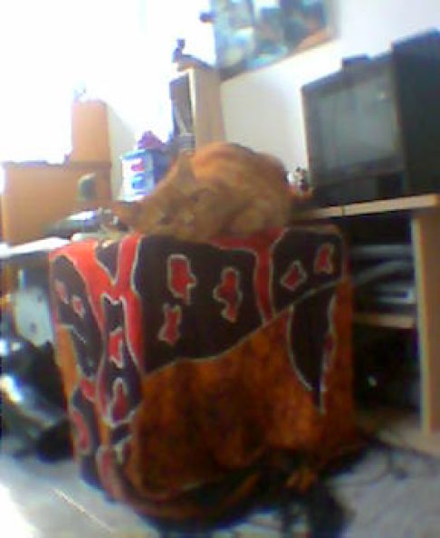 Picture of a cat / kitten / feline