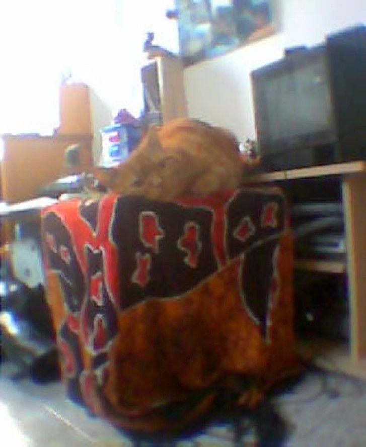 Picture of a cat / kitten / feline