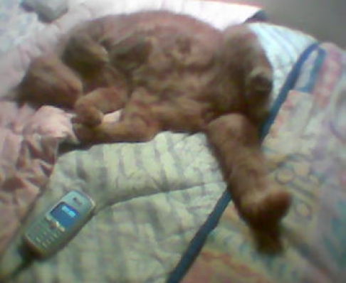 Picture of a cat / kitten / feline