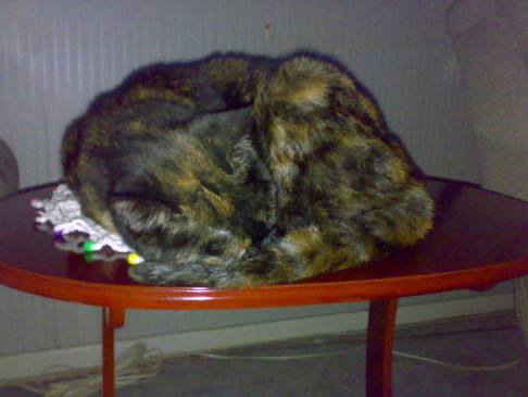 Picture of a cat / kitten / feline