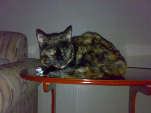 Picture of a cat / kitten / feline