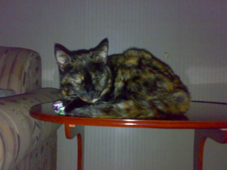 Picture of a cat / kitten / feline