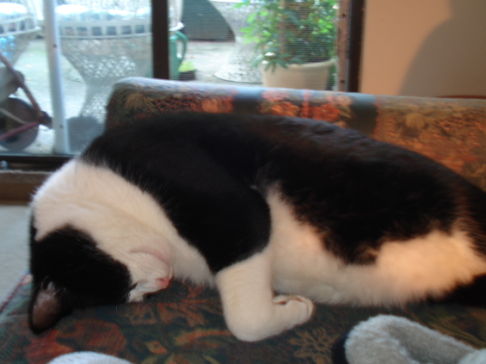 Picture of a cat / kitten / feline