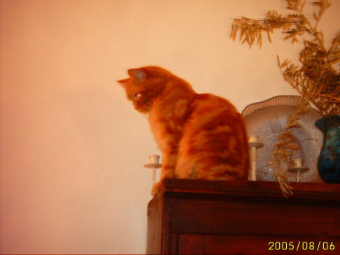 Picture of a cat / kitten / feline