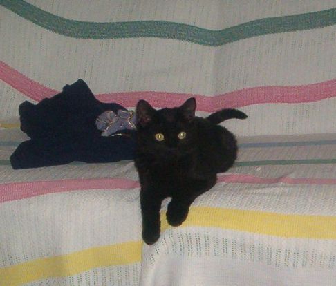 Picture of a cat / kitten / feline