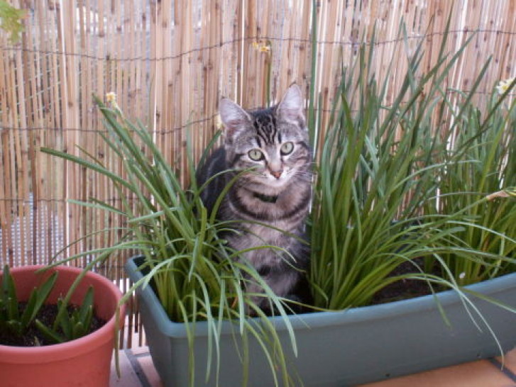 Picture of a cat / kitten / feline