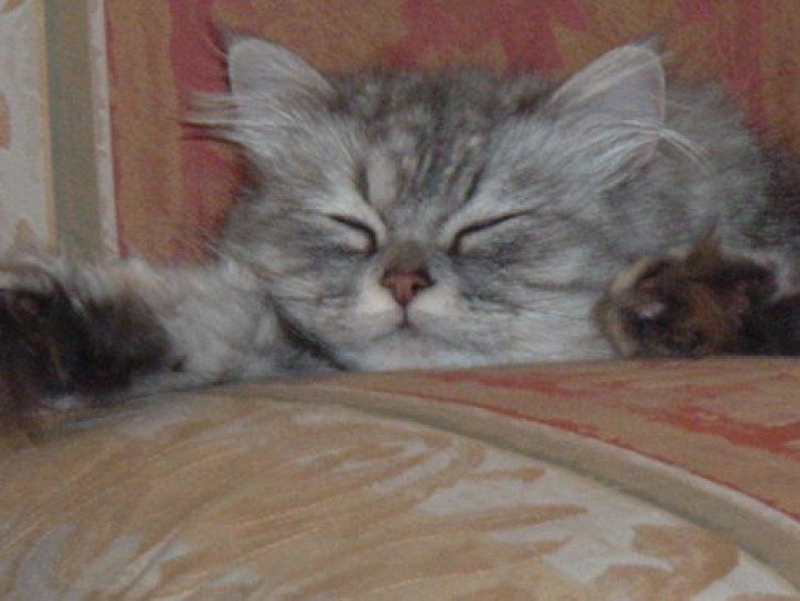 Picture of a cat / kitten / feline