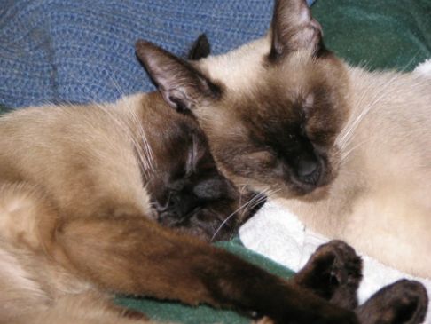 Picture of a cat / kitten / feline