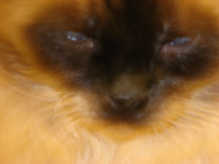 Picture of a cat / kitten / feline