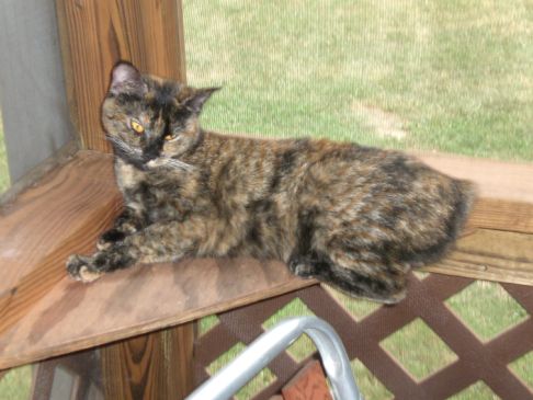 Picture of a cat / kitten / feline