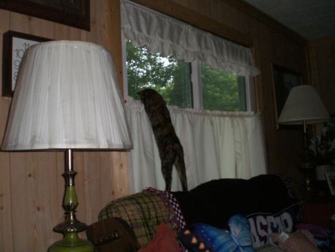 Picture of a cat / kitten / feline