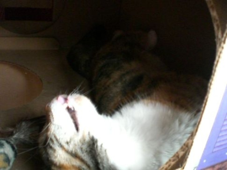 Picture of a cat / kitten / feline