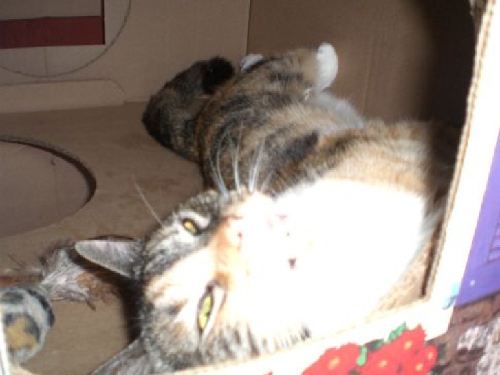 Picture of a cat / kitten / feline