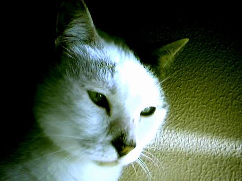 Picture of a cat / kitten / feline