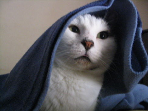 Picture of a cat / kitten / feline